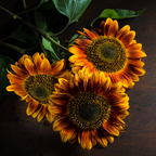 25 Pcs Autumn Beauty Sunflower Seeds for Planting, Non-GMO Heirloom Tall Flowers, Sturdy Vigorous Stalks for Vibrant Summer to Fall Gardens
