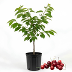 (No Ship to CA,HI,AK) Cherry Tree – Stella Cherry, 2-3 Ft Tall in 3 Gal Container, Cold-Hardy Edible Fruit Tree for Large Pots and Landscapes
