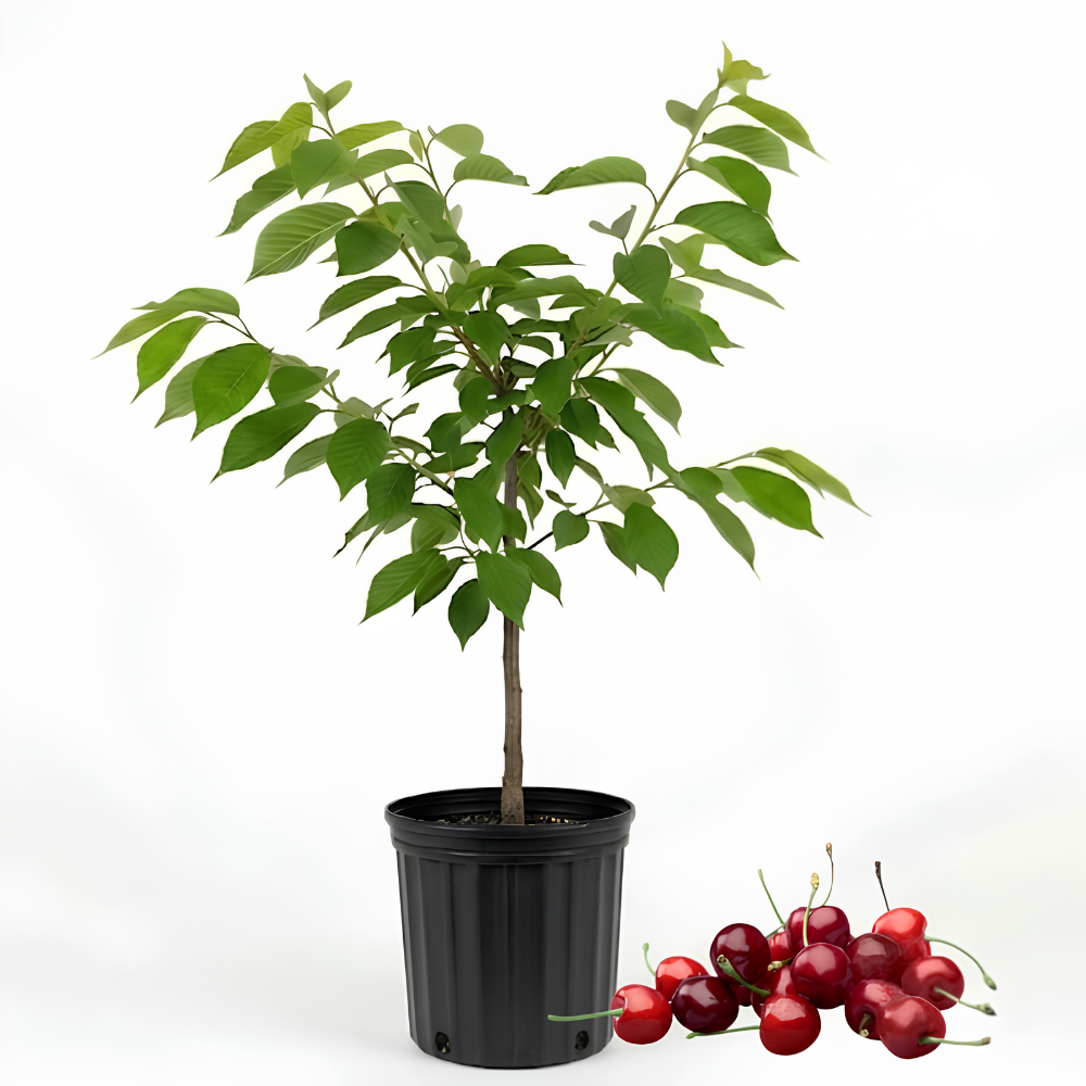 (No Ship to CA,HI,AK) Cherry Tree Live Plants, Live Rainier Cherry, Well-Rooted 2-3 Foot Tall, 3 Gallon Size, High-Yield Sweet Cherry for Sunny Landscapes and Garden Rows