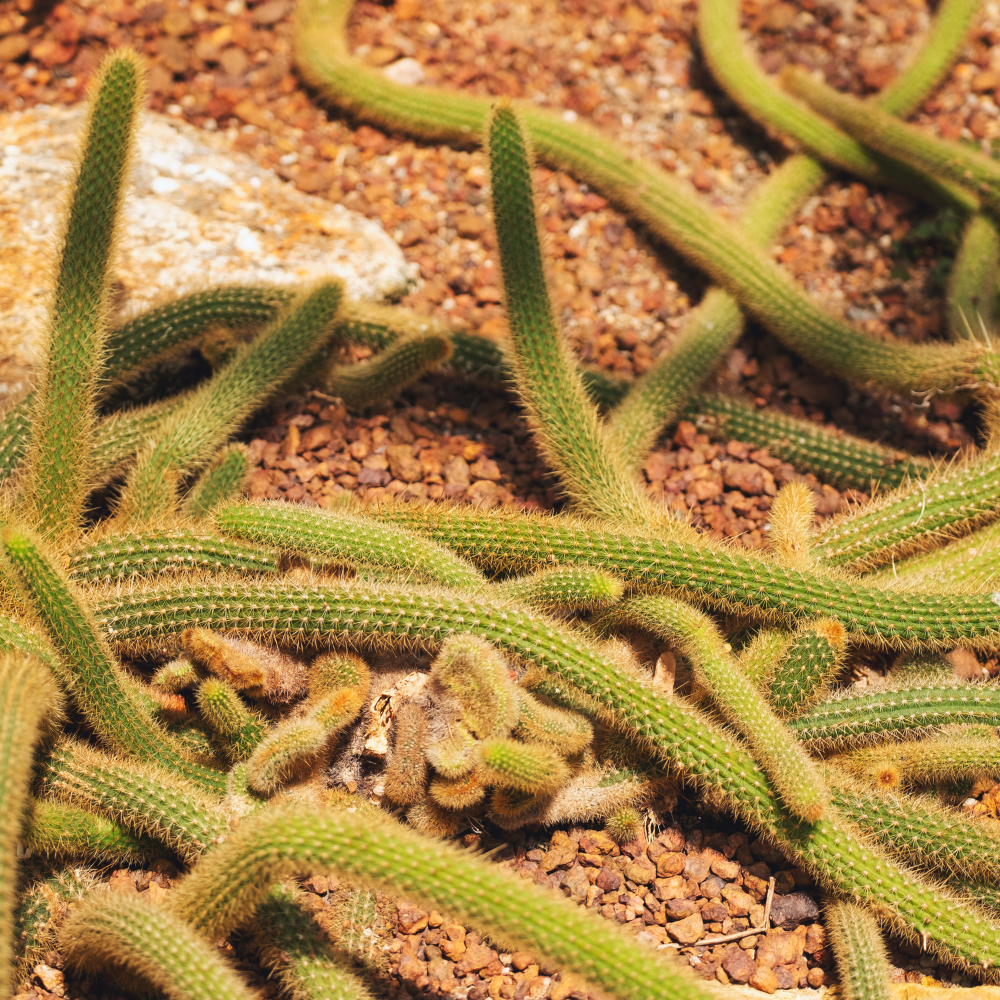 Monkey Tail Cactus Live Plant, 2 Inch Pot, Potted Cleistocactus Colademononis, Unique Fuzzy Hanging Cactus for Home and Office Décor