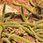 Monkey Tail Cactus Live Plant, 2 Inch Pot, Potted Cleistocactus Colademononis, Unique Fuzzy Hanging Cactus for Home and Office Décor