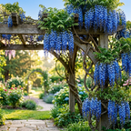 Blue Wisteria Tree, 2.5 Inch Pot, Potted Flowering Vine Starter, Fast Growing Purple-Blue Bloom Shrub for Garden and Patio