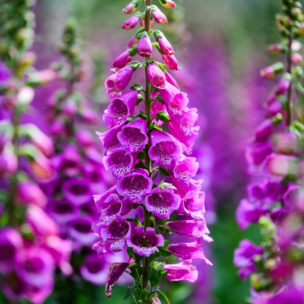 3 Foxglove Live Plant in 3-inch Pot, Established Live Flowering Plant, Well-Rooted & Low Maintenance Outdoor Garden Plant