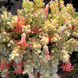 Cotyledon Pendens Succulent Plant Live – 2 Inch Pot | Rare Trailing Houseplant | Easy-Care Indoor Succulent