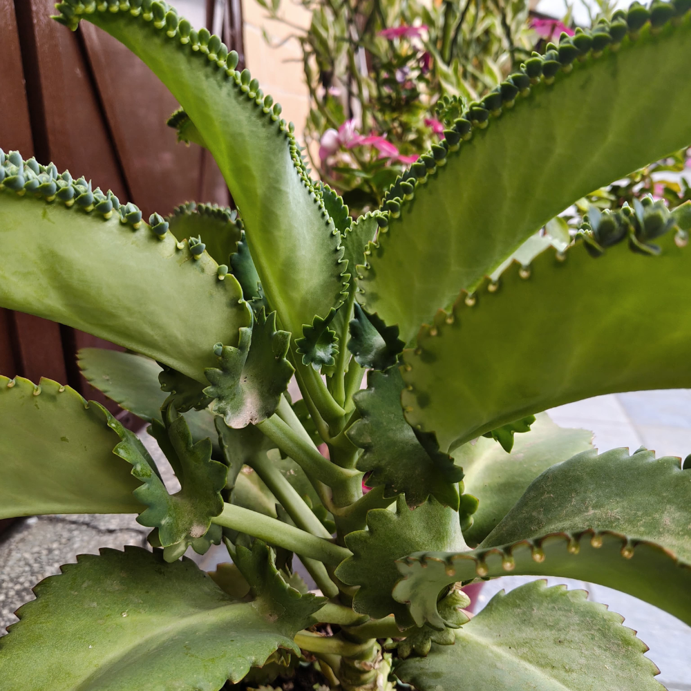 Mother of Thousands Kalanchoe Plants Live in 2" Inch Pot | Easy to Grow| Ideal for Beginners, Collections & Small Spaces