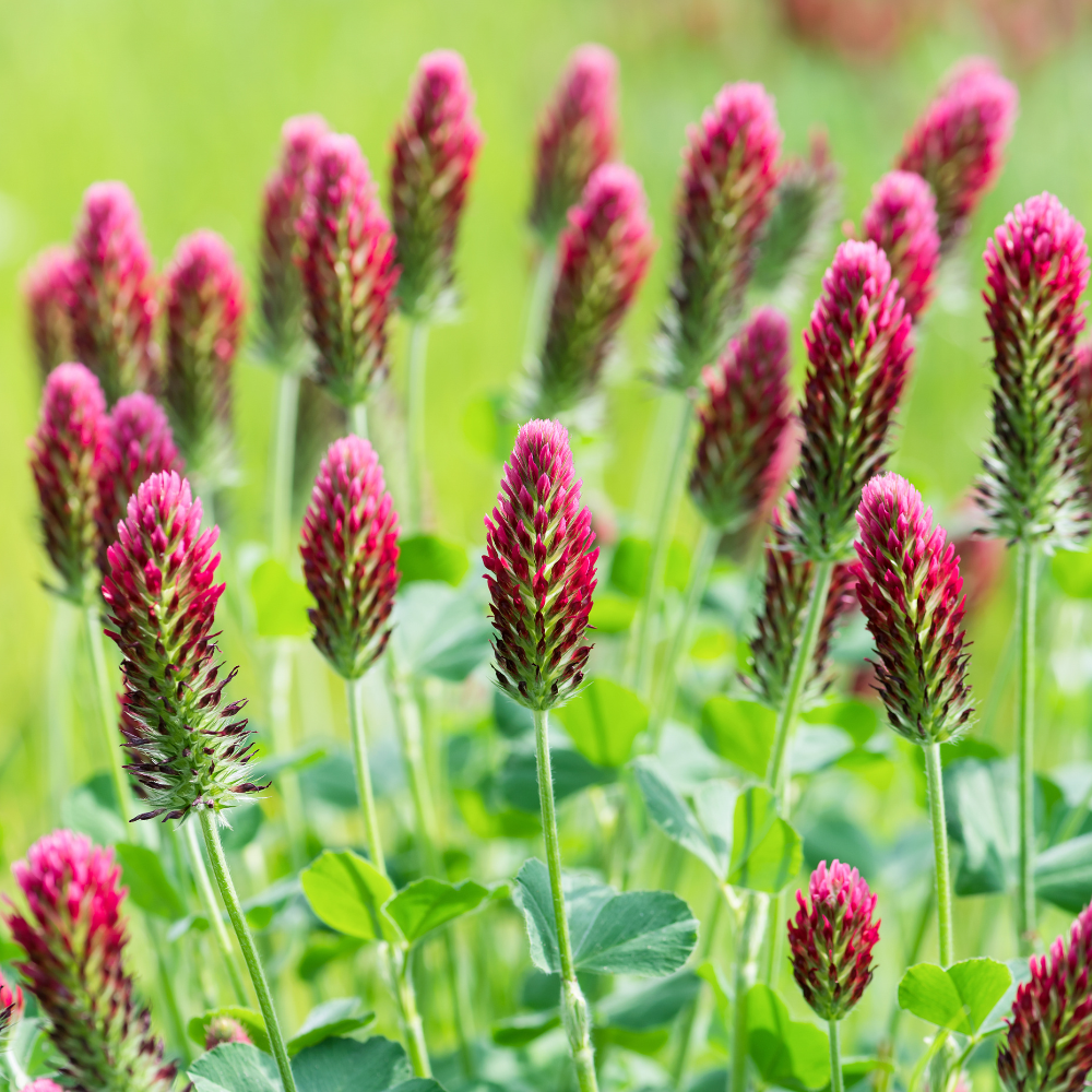 1000 Pcs Crimson Clover Seeds for Planting Outdoors, Non-GMO Heirloom Ground Cover, Cold-Hardy Red Blooms for Yard Borders & Landscapes