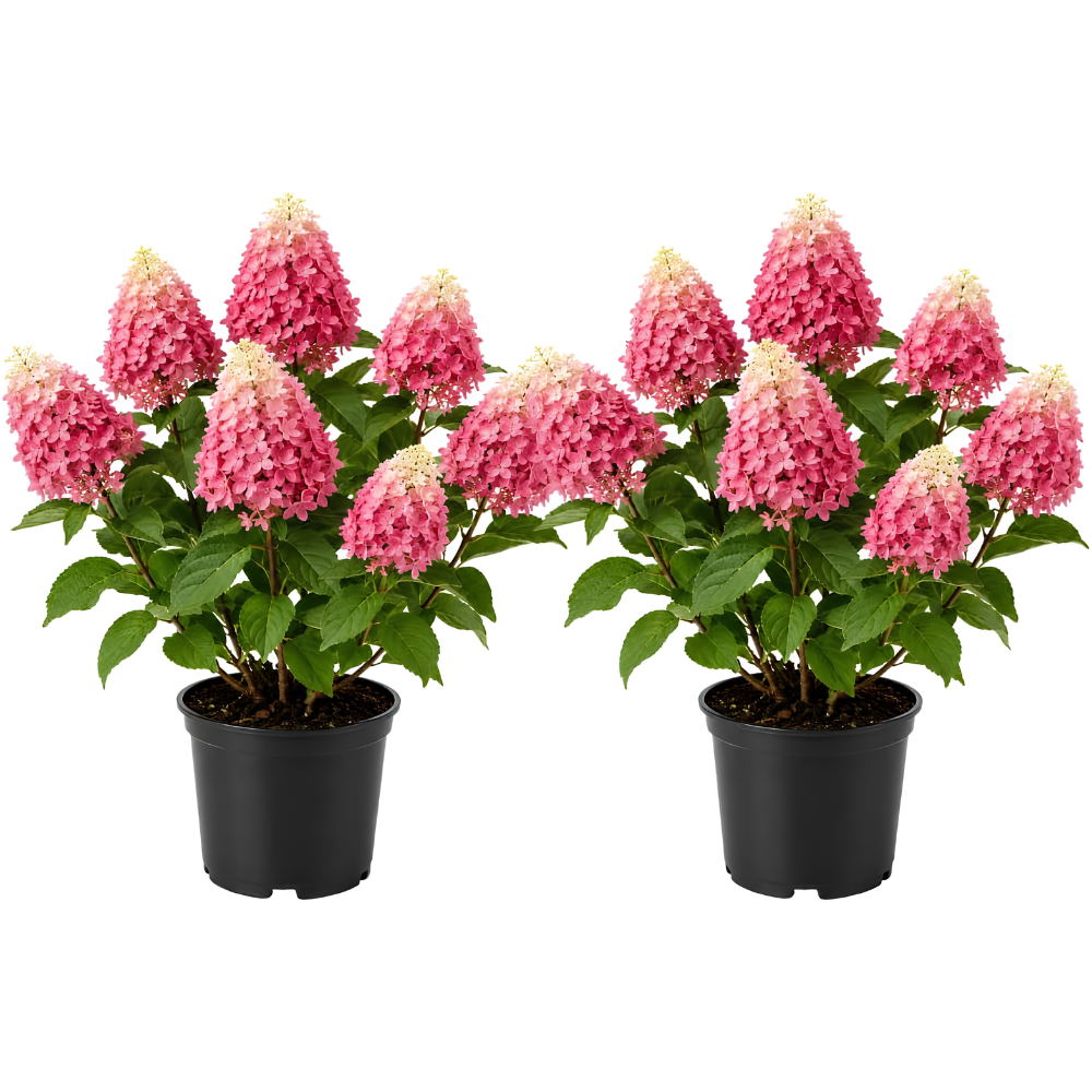2 Hydrangea Live Plants in Quart Pot, 6-12" Tall Hydrangea Bushes Ready to Plant, Grow Robust Floral Clusters for Hedges & Outdoor Landscapes