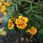 200 Pcs Dainty Marietta French Marigold Seeds for Planting Outdoors, Non-GMO Heirloom Dwarf Flowers, Low Maintenance Yellow & Maroon Blooms for Yard Borders