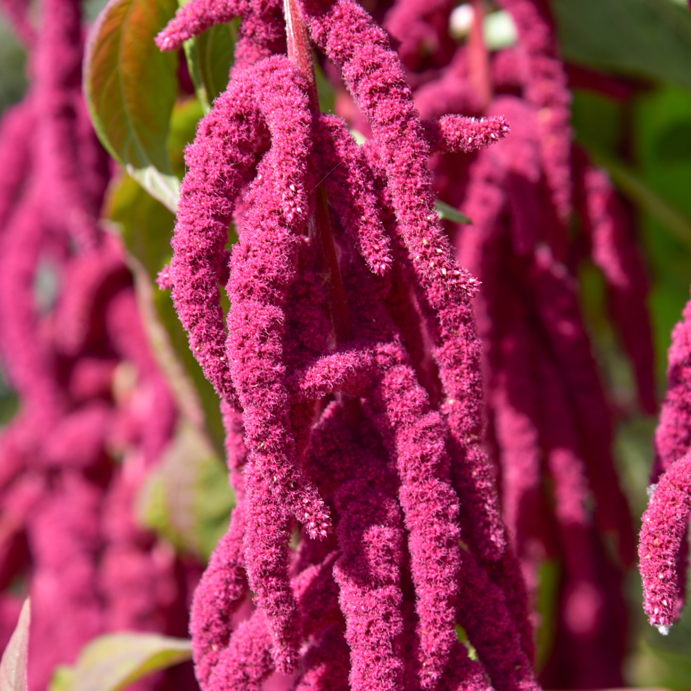 300 Pcs Love Lies Bleeding Amaranth Seeds for Planting Outdoors, Non-GMO Heirloom Flowers, Low Maintenance Red Cascading Blooms for Yard Borders