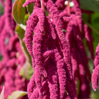300 Pcs Love Lies Bleeding Amaranth Seeds for Planting Outdoors, Non-GMO Heirloom Flowers, Low Maintenance Red Cascading Blooms for Yard Borders