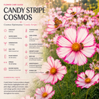 60 Pcs Candystripe Cosmos Seeds for Planting, Non-GMO Heirloom Pink & White Striped Flowers, Low Maintenance Blooms for Yard Borders