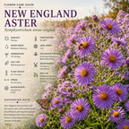 300 Pcs New England Aster Seeds for Planting Outdoors, Non-GMO Heirloom Perennial Flowers, Low Maintenance Purple & Pink Blooms for Fall Yard Borders