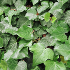 2 Swedish Ivy Plants Live House Plants | Swedish Ivy in 3.25 Inch Pot | Lush Trailing Greenery for Indoor Spaces, Desks & Window Areas