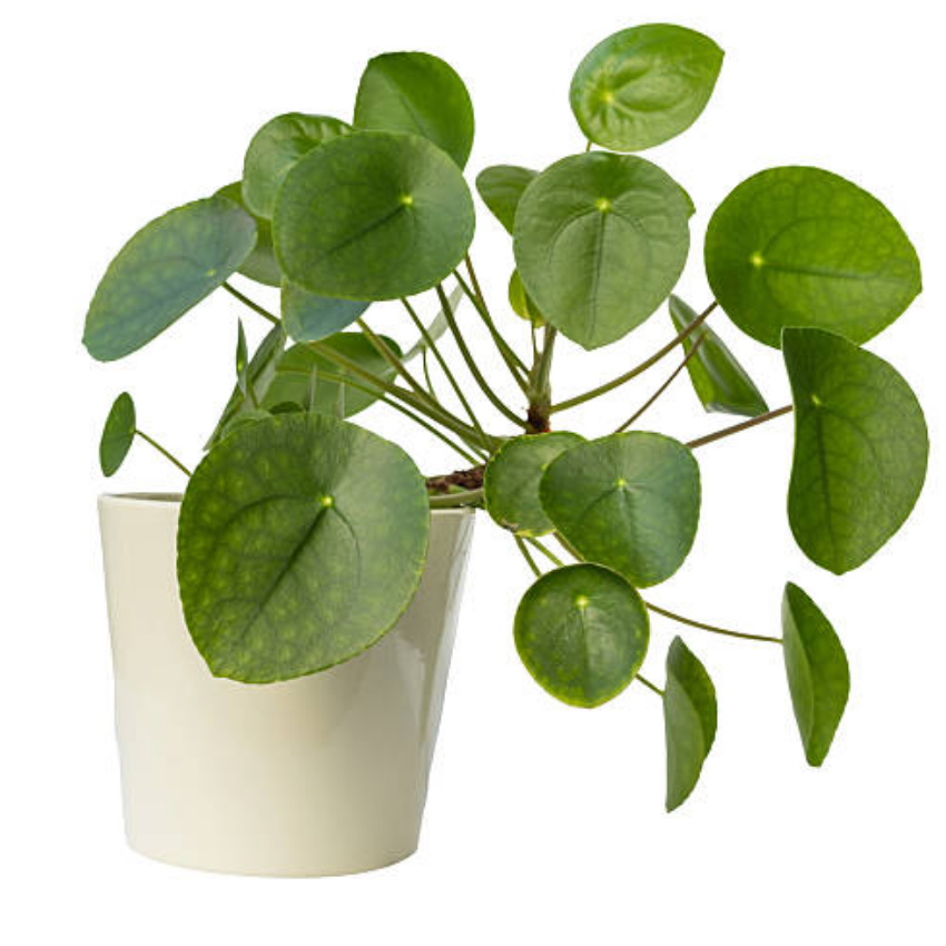 2 Chinese Money Plant Live House Plant in 2 Inch Pot, Pilea Peperomioides Plant Live, Attractive Indoor Greenery for Desks, Shelves & Small Spaces, Real Plants for Home & Office Décor
