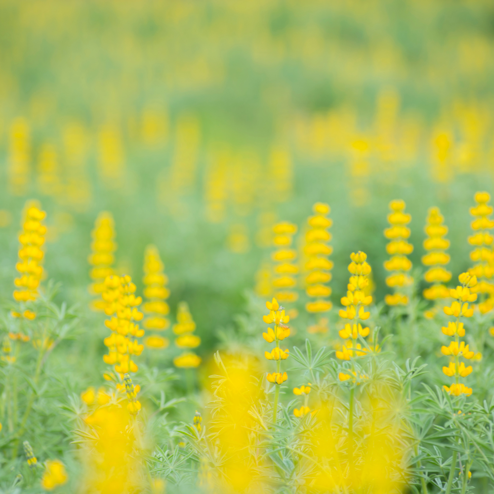 50 Pcs Yellow Russell Lupine Seeds for Planting Outdoors, Non-GMO Heirloom Wildflowers, Low Maintenance Tall Golden Floral Spikes for Yard Borders