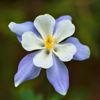 100 Pcs Blue Columbine Seeds for Planting Outdoors, Non-GMO Heirloom Perennial Flowers, Low Maintenance Blue & White Blooms for Shade Yards