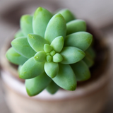 2 Live Succulents Donkey Tails in 4 Inch Pot, Air-Purifying, Low Maintenance, Perfect for Home and Office Décor, Easy to Grow