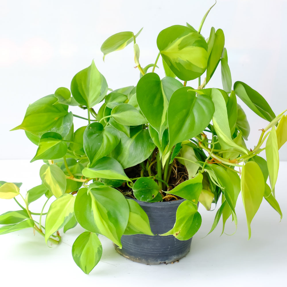 2 Heartleaf Philodendron Live Plant, 4 Inch Pot, Philodendron Cordatum Brasil, Indoor Trailing Plant for Home Office Decor, Bookcases and Easy Display