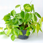 2 Heartleaf Philodendron Live Plant, 4 Inch Pot, Philodendron Cordatum Brasil, Indoor Trailing Plant for Home Office Decor, Bookcases and Easy Display