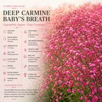 100 Pcs Carmine Baby's Breath Seeds for Planting Outdoors, Non-GMO Heirloom Flowers, Low Maintenance Pink Cloud Blooms for Yard Borders