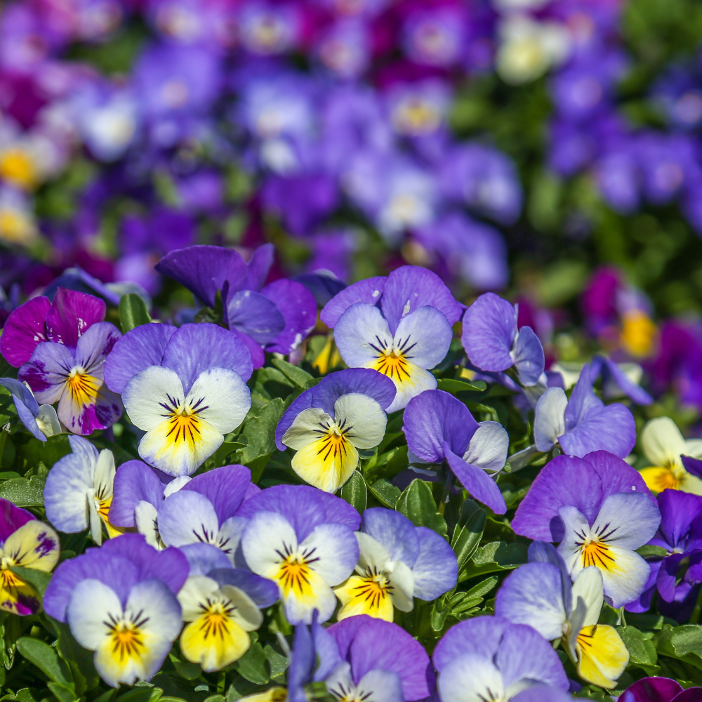 25 Sorbet Series Viola Mix Seeds for Planting Outdoors, Non-GMO Flower Seeds, Sturdy Low Maintenance Cold-Hardy Blooms for Patios