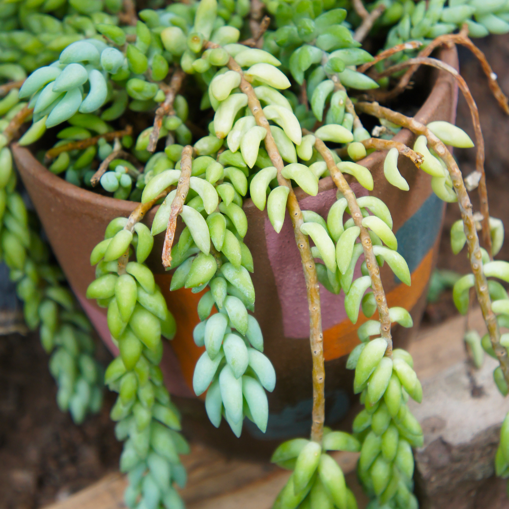 2 Succulent Plants, Donkey Tail Succulent Plants Live in 2 Inch Pot, Plant for Home Office, Wedding Hanging Decoration & DIY Projects