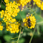 100 Pcs Basket of Gold Alyssum Seeds, Heirloom Non-GMO Perennial Flowers, Low Maintenance Cold-Hardy Yellow Blooms for Rock Gardens