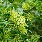 Night Blooming Jasmine Plant Indoor Live, Midnight Jasmine in 4 Inch Pot, Night Scented Flowering Plant for Patios