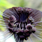 Tacca Chantrieri | Black Bat Flower Live Plant - 4 Inch Tall | Unique Tropical Houseplant for Indoor Growing, Home Decor & Exotic Plant Displays | Easy to Grow
