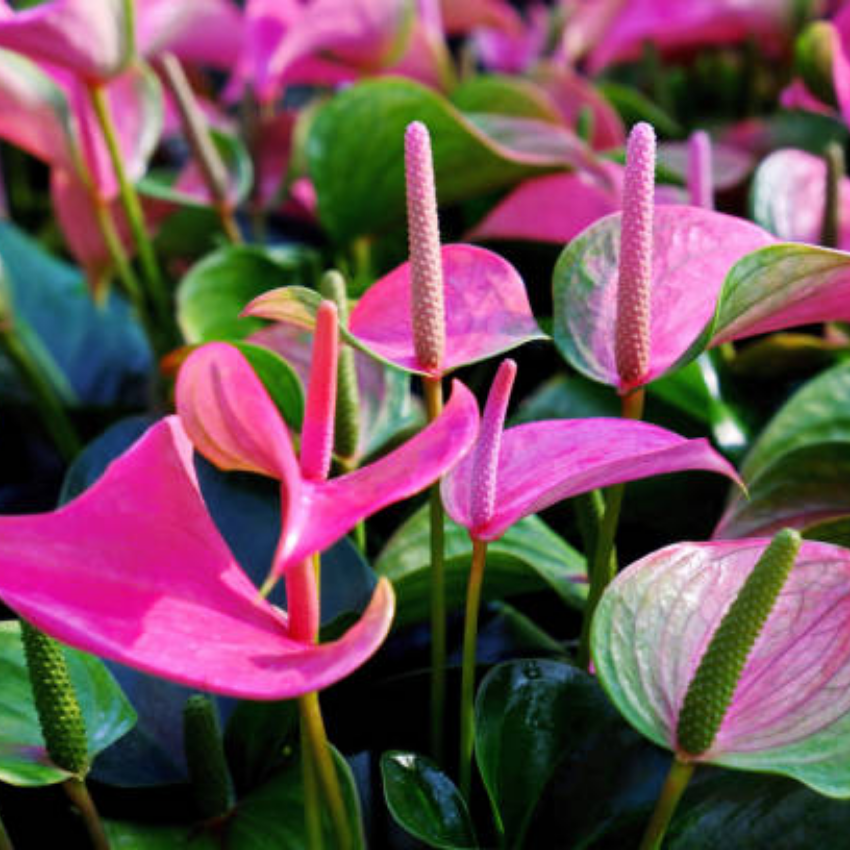 Anthurium Live Plant - Pink Anthurium, Aturios Planta Viva in 4 Inch Pot, Air Purifying Flowering Indoor Houseplant, Home, Room, or Office Décor, Easy to Grow