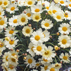 2 Ox-Eye Daisy Plants Live for Planting, 3-Inch Pot, Established Live Flowering Plant, Drought Tolerant White Daisy for Sun and Borders