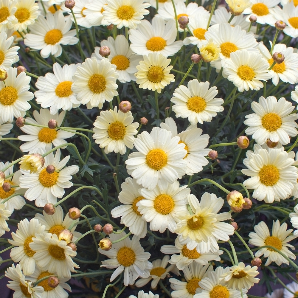 2 Ox-Eye Daisy Plants Live for Planting, 3-Inch Pot, Established Live Flowering Plant, Drought Tolerant White Daisy for Sun and Borders