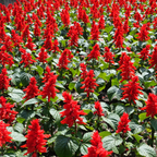 100 Pcs Scarlet Sage Seeds, Heirloom Non-GMO Flowers, Low Maintenance Vibrant Tubular Blooms for Hummingbirds