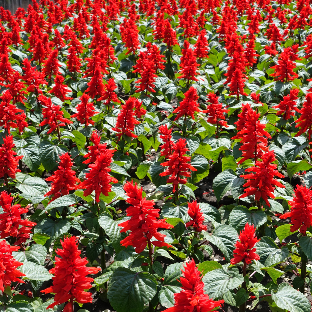 100 Pcs Scarlet Sage Seeds, Heirloom Non-GMO Flowers, Low Maintenance Vibrant Tubular Blooms for Hummingbirds