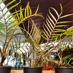 Tortum Philodendron Plant Live, Philodendron Tortum 4 Inch Potted Plant, Indoor Foliage Plant for Shelves, Desks and Modern Interiors