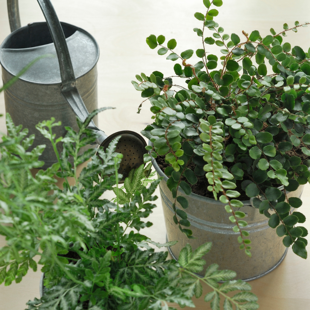 2 Button Fern Live Plant, Live Fern Plants in 2 Inch Pot, Air-Purifying, Low Maintenance, Perfect for Home and Office Décor, Easy to Care