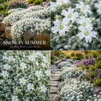 500 Pcs Snow in Summer Seeds, Heirloom Non-GMO Perennial Ground Cover, Cold-Hardy White Blooms & Silver Foliage