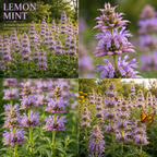 250 Pcs Lemon Mint Seeds for Planting Outdoors, Non-GMO Heirloom Herb Garden Seeds, Cold-Hardy Purple Horsemint Blooms for Yard Borders & Pollinators