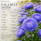 25 Pcs Gala Blue Aster Seeds for Planting Outdoors, Non-GMO Heirloom Fall Flowers, Low Maintenance Vibrant Violet-Blue Blooms for Yard Borders