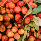 (No Ship to CA,HI,AK) Mauritius Lychee Trees Live Plants | 2.5–3 Ft Live Potted Plant | Compact Sweet Fruit Tree for Patios, Balconies & Backyard Gardens