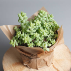 Live Succulents Donkey Tails in 2 Inch Pot, Air-Purifying, Low Maintenance, Perfect for Home and Office Décor, Easy Care Starter Plants