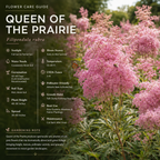 25 Pcs Queen of the Prairie Seeds for Planting Outdoors, Non-GMO Heirloom Perennial Seeds, Striking Feathery Pink Blooms for Yard Borders