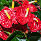 Anthurium Flamingo Flower Plant, Red Anthurium Plant Live in 4 Inch Pot, Air Purifying Flowering Indoor Houseplant, Home, Room, or Office Décor, Easy to Grow