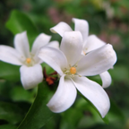 (No Ship to CA, HI, AK) Orange Jasmine Plant Live | Jasmine Tree Live Plant in 3 Gallon Pot, 30–36 Inch Tall | Easy to Grow Flowering Jasmine for Outdoor Gardens, Hedges & Landscape Use | No Ship to CA,HI,AK