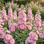 50 Pcs Stock Katz Cherry Blossom Seeds, Heirloom Non-GMO Annual, Low Maintenance Cold-Hardy Pastel Pink Blooms for Cut Floral Bouquets