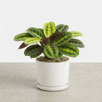 Maranta Lemon Lime Prayer Plant Live, 4 Inch Pot, Potted Prayer Plant, Vibrant Green Foliage Indoor Plant for Home and Office