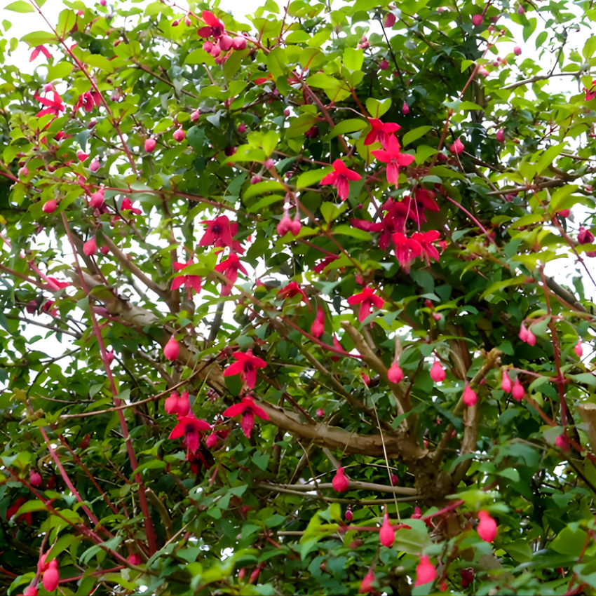 2 Fuchsia Plants Live, Dark Blue & Red Fuchsia, 6-12 Inch Tall, Blue Eye Variety, Trailing Flowering Plant, Ideal for Hanging Baskets