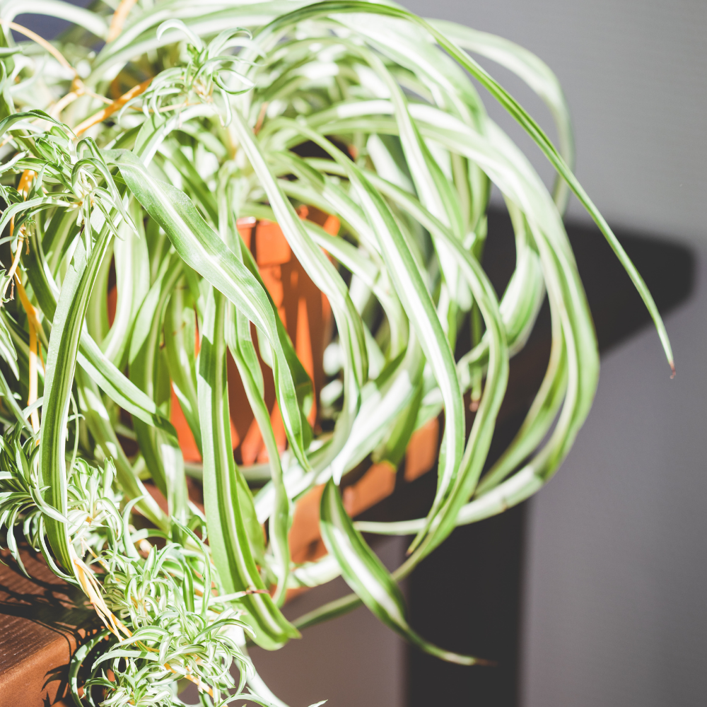 Curly Spider Plant Live in 2 Inch Pot, Live Spider Plants Indoor, Air-Purifying, Low Maintenance, Perfect for Home and Office Décor, Easy Care Starter Plants