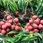 (No Ship to CA,HI,AK) Mauritius Lychee Tree for Planting | 2.5–3 Ft Live Potted Tropical Fruit Tree | Sweet Juicy Lychee Fruit for Home Gardens, Patios & Containers