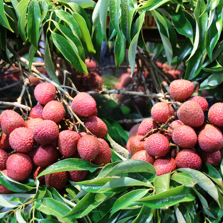 (No Ship to CA,HI,AK) Mauritius Lychee Tree for Planting | 2.5–3 Ft Live Potted Tropical Fruit Tree | Sweet Juicy Lychee Fruit for Home Gardens, Patios & Containers